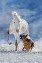 Horse and dog Royalty Free Stock Photo