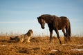 Horse and dog Royalty Free Stock Photo