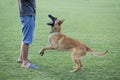 Belgian Malinois