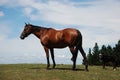 Horse and dog in paddock