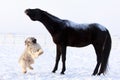 Horse and dog Royalty Free Stock Photo