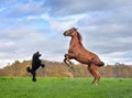 Horse and dog reared up on hind legs