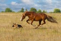 Horse and dog run Royalty Free Stock Photo