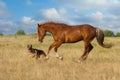 Horse and dog run Royalty Free Stock Photo