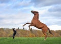 Horse and dog stands on hind legs Royalty Free Stock Photo