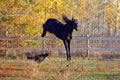 Horse and dog Royalty Free Stock Photo