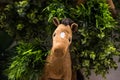 Horse doll at fake green plant