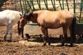 Stop to smile for photographer Thoroughbred Horse, at food trough