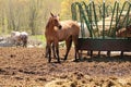 Beautiful thoroughbred horse posing for photographer... paparrazzi (Sutton, Ma) Royalty Free Stock Photo