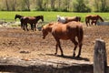 assorted horses on local farm, Sutton ma