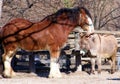 Horse and Donkey Royalty Free Stock Photo