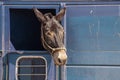 Horse or donkey with its head sticking out of a window in a dirty horse trailer Royalty Free Stock Photo