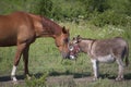 Horse and miniature donkey headbutt Royalty Free Stock Photo