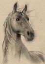 Horse drawing Royalty Free Stock Photo