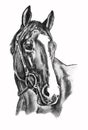 Horse drawing