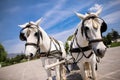 Horse drawn carriage Royalty Free Stock Photo