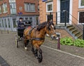 Horse drawn carriage, Amsterdam, Holland