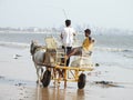 Horse drawn carriage on the beautiful and cleaned up Versova beach Mumbai