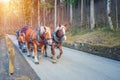 Horse-drawn carriage going to Neuschwanstein Castle
