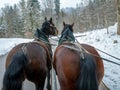 Horse-drawn carriage going to Neuschwanstein Castle