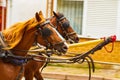 Horse-drawn carriage run on street Heybeliada Island Turkey