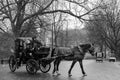 horse-drawn carriage, taking tourists through Central Park, during a snowfall Royalty Free Stock Photo