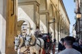 Horse-drawn Carriage with Tourists and Two White Horses Traveling along a Road near Arno River and Ponte Vecchio in Florence, Royalty Free Stock Photo