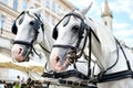 Horse-drawn carriage in Vienna, Austria Royalty Free Stock Photo