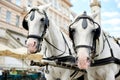 Horse-drawn carriagein Vienna, Austria Royalty Free Stock Photo