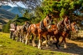 The Horse drawn carriages at Erewhon Royalty Free Stock Photo