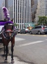 Horse-Drawn Carriages, Horse Wearing Blinkers and Plume Feather, Midtown, Manhattan, NYC, NY, USA Royalty Free Stock Photo