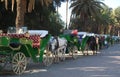 Horse Drawn Carriages in Morocco Royalty Free Stock Photo