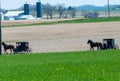 Horse drawn carriages in rural countryside