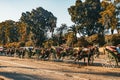 Horse drawn carriages for tourists in Marrakech Royalty Free Stock Photo