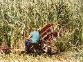 Antique corn binder in cornfield pulled by draft horse