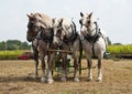 Horse-drawn farming demonstrations
