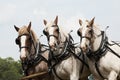 Horse-drawn farming demonstrations