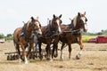 Horse-drawn farming demonstrations