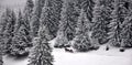 Horse drawn sledge on snow