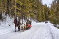 Horse-drawn sledge with tourists