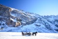 Horse Drawn Sleigh Around Frozen Lake Louise Royalty Free Stock Photo