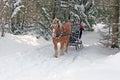 Horse drawn sleigh Royalty Free Stock Photo
