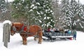 Horse drawn sleigh Royalty Free Stock Photo