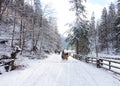 horse-drawn sleigh on a snow-covered road in KoÃâºcieliska Valley, Tatra Mountains Royalty Free Stock Photo