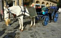 Horse drawn taxi in Florence city , Italy