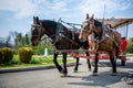 Horse-drawn vintage carriage transports guests to the Grand Hotel Royalty Free Stock Photo