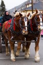 Horse-drawn wagon ride Royalty Free Stock Photo