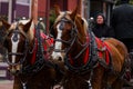 Horse-drawn wagon ride Royalty Free Stock Photo