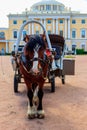 Horse-drawn Wagon On A Square At The Pavlovsk Palace In Pavlovsk, Russia