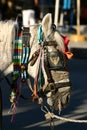 Horse dressed for celebration